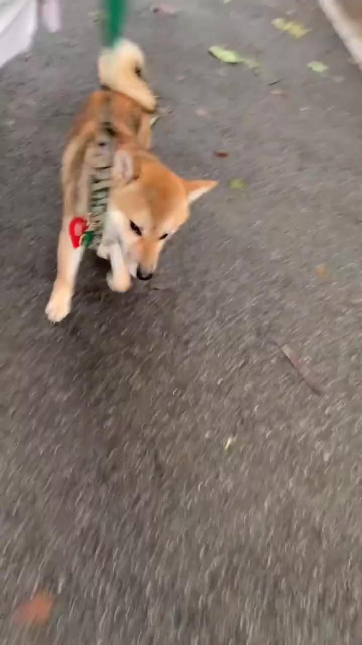 Adorable shiba inu puppy dancing on walk with owner: cute smiles and paws in motion  |  playtime with adorable black labrador puppy , cute and shiny fur