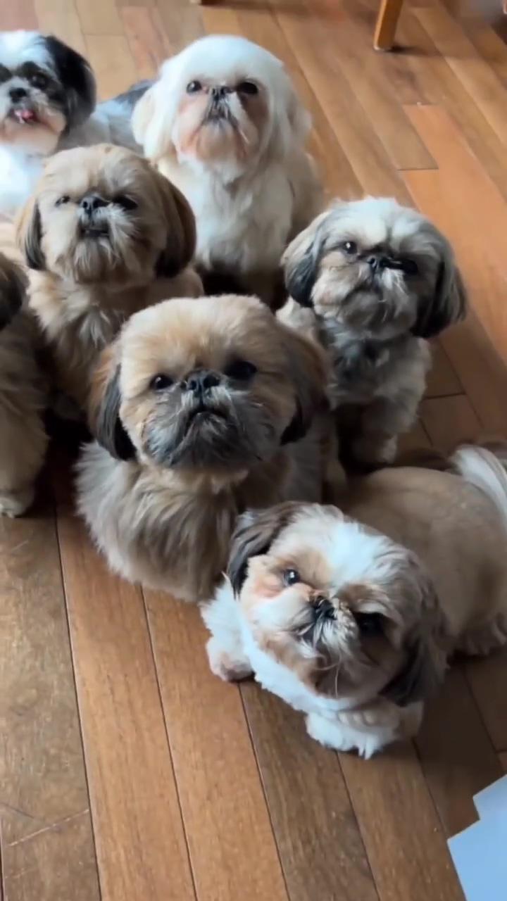 Adorable shih tzu puppies waiting for treats from dad - puppy cuteness overload  | dog saying happy birthday song dog vibing