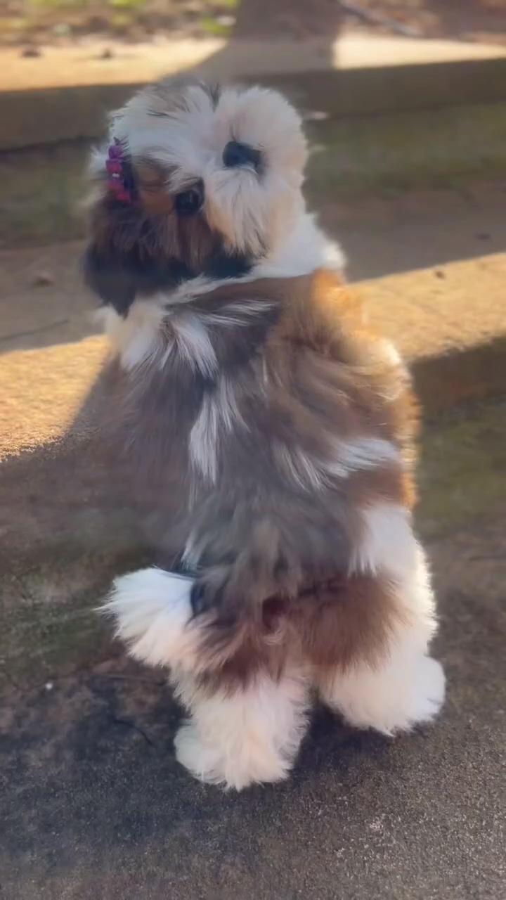 Adorable shih tzu puppy's charming walk : cute and heartwarming moments ; cute little pug