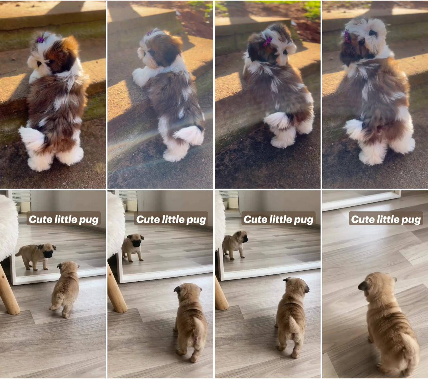 Adorable shih tzu puppy's charming walk : cute and heartwarming moments ; cute little pug