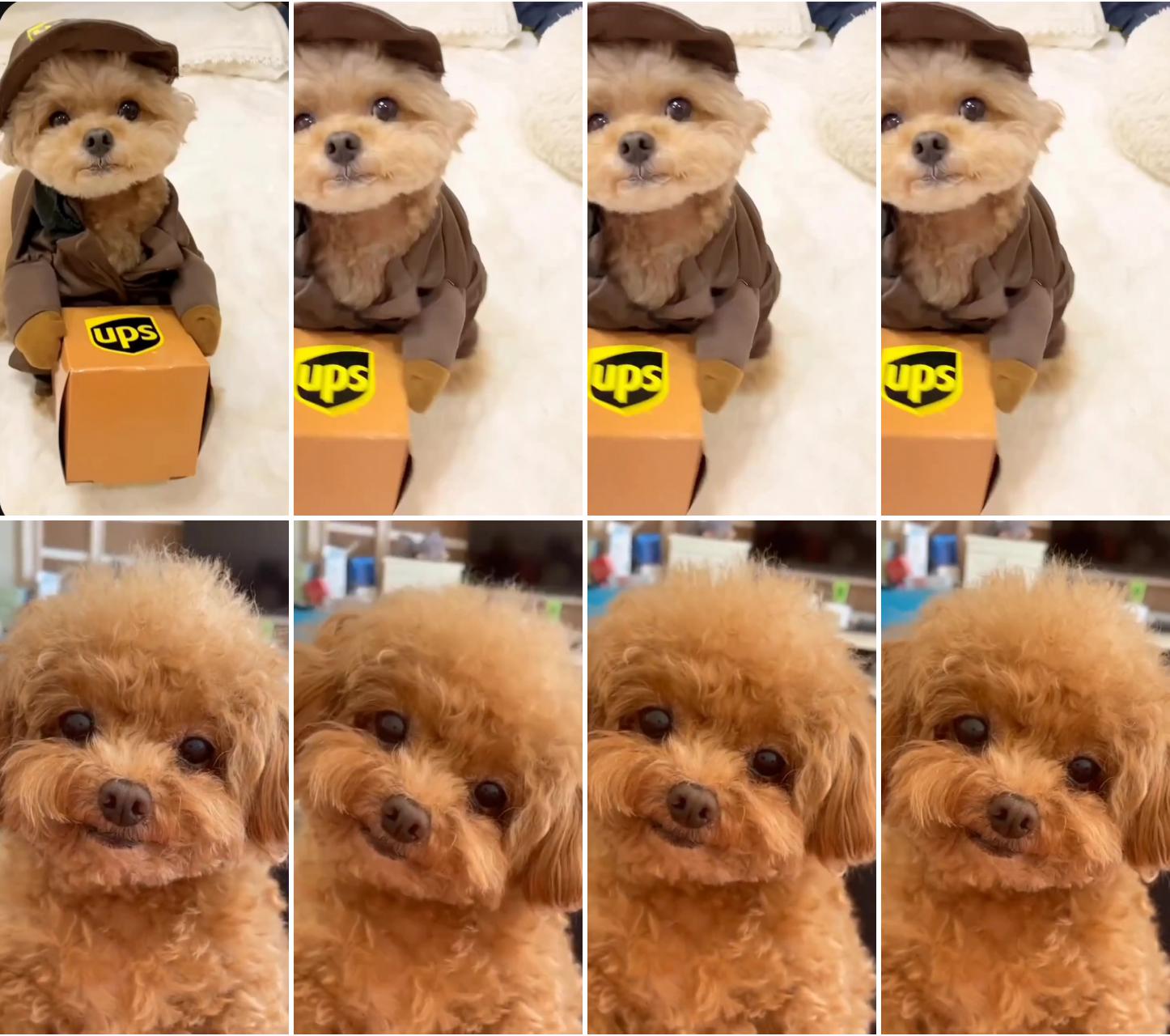 Adorable toy poodle puppy in funny dog costume ; smiley dog