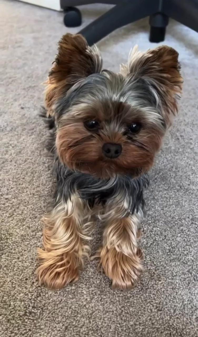 Adorable yorkshire terrier puppies available; cute puppies and kittens