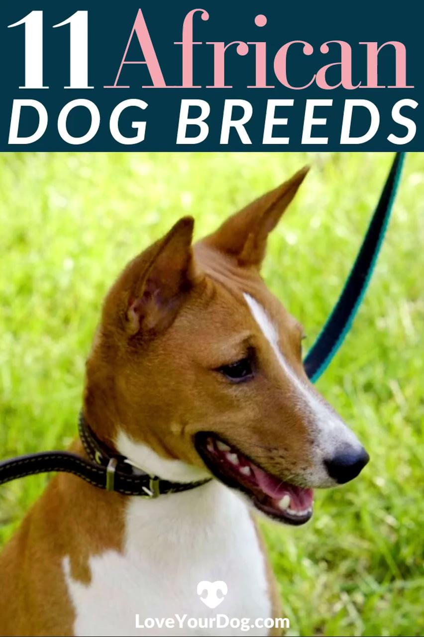 African dog breeds: 11 canines that come from africa | best dog foods for australian shepherds: puppies, adults and seniors