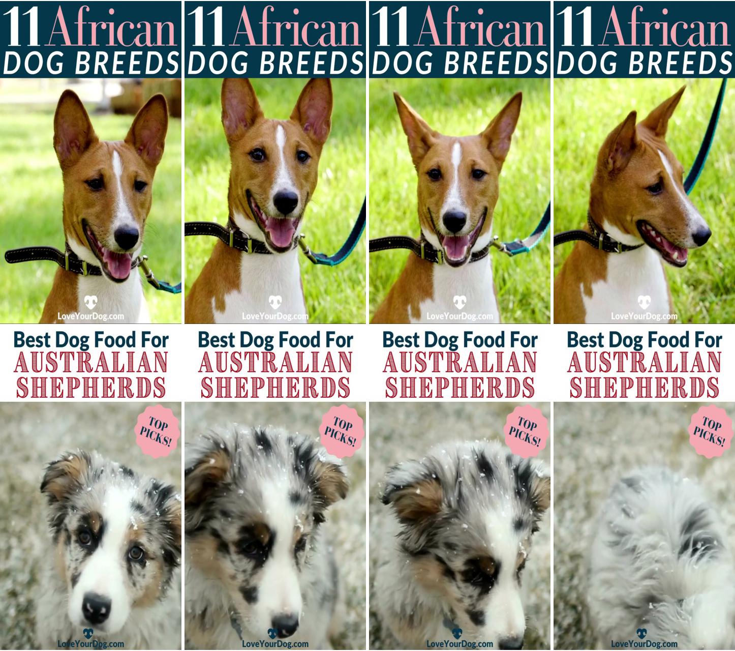 African dog breeds: 11 canines that come from africa; best dog foods for australian shepherds: puppies, adults and seniors