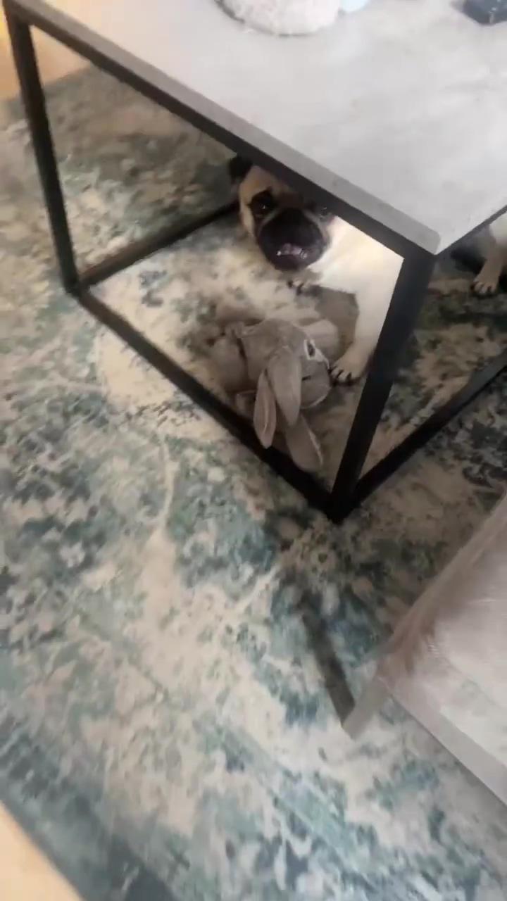 After shower zoomies
 
if you love pug follow us, pug videos; i would like to complain about a thing 