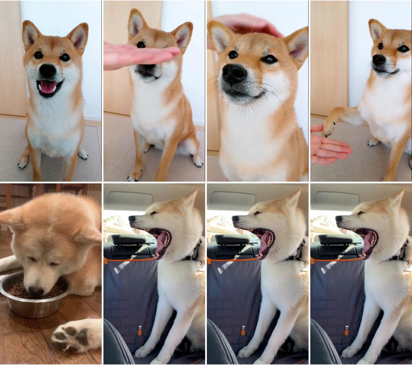 Akita antics: unleashing laughter with funny akita inu moments ; cute animals puppies