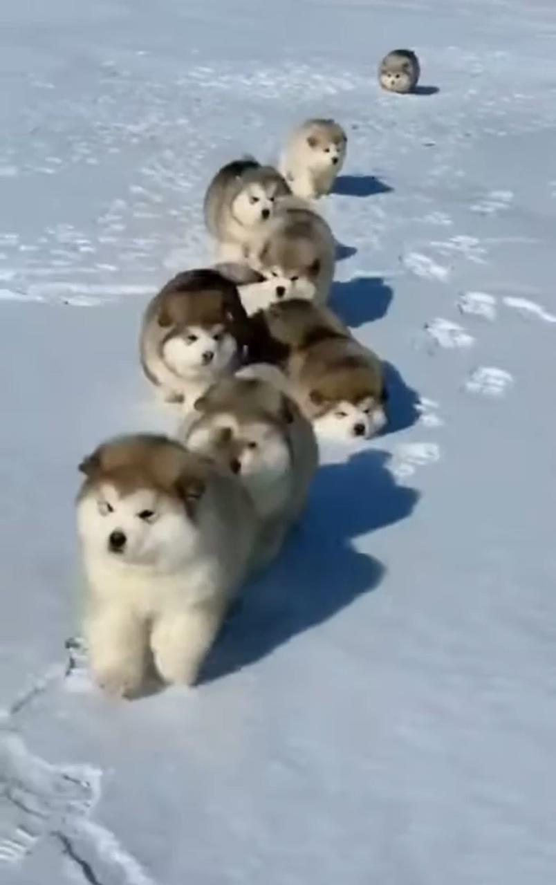 Alaskan malamute puppies first time playing in snow; pitbull puppies