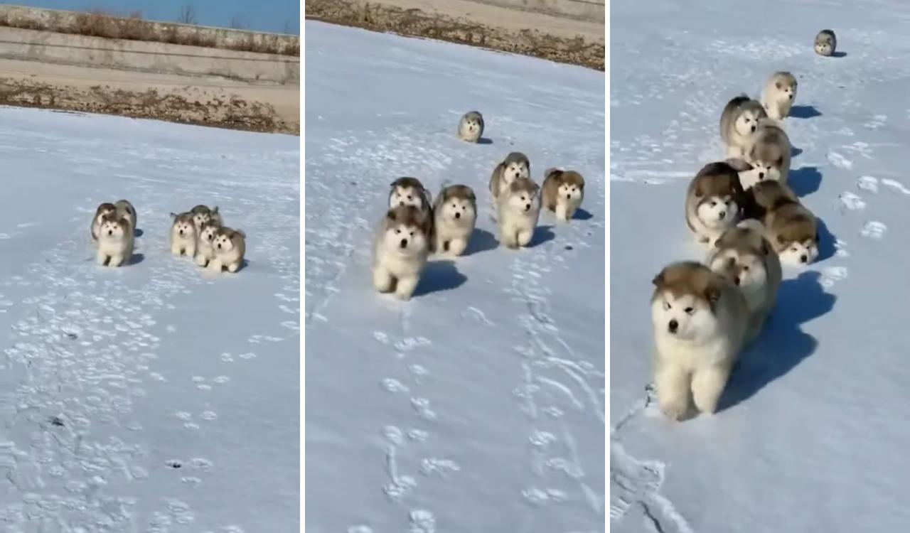 Alaskan malamute puppies first time playing in snow; pitbull puppies