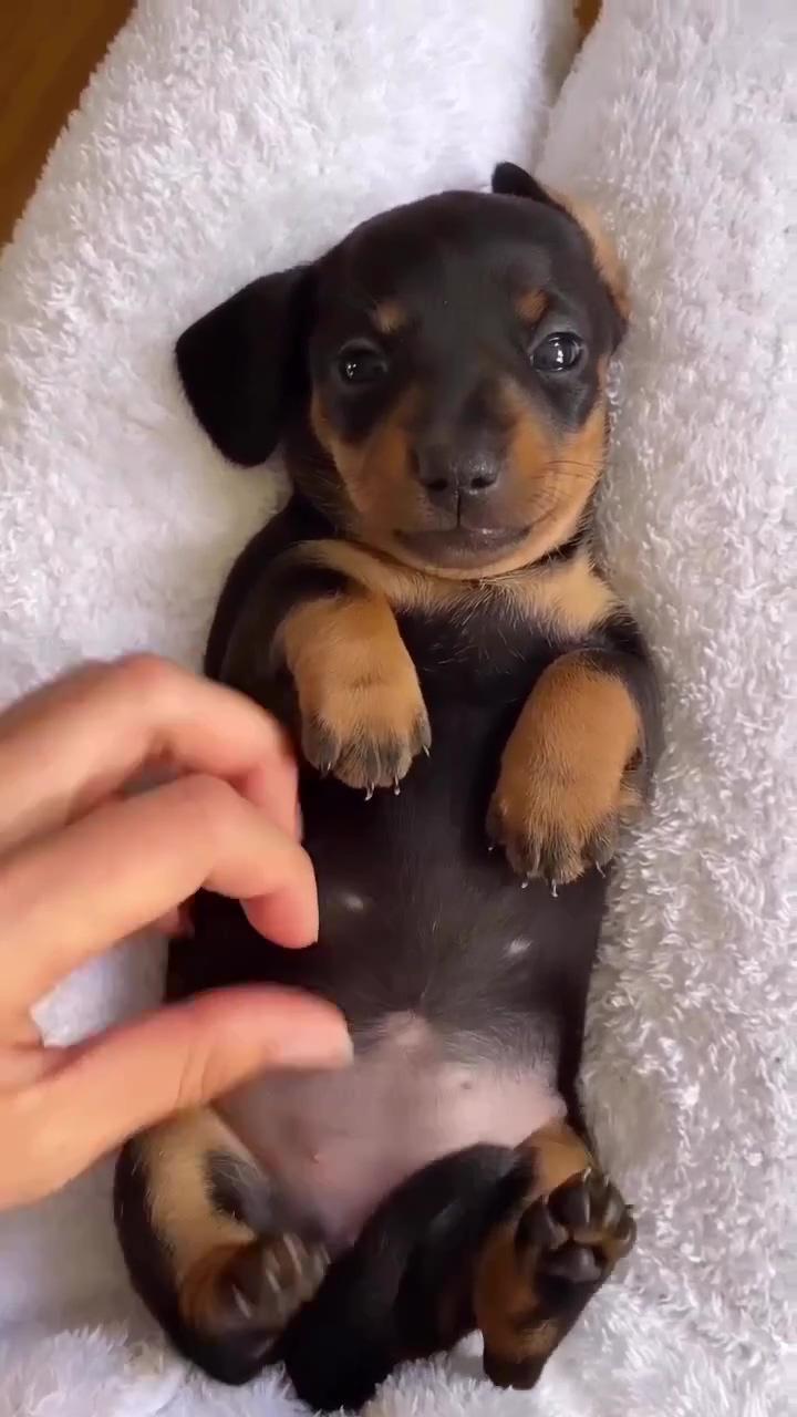 All i want is belly rubs; so cute 
