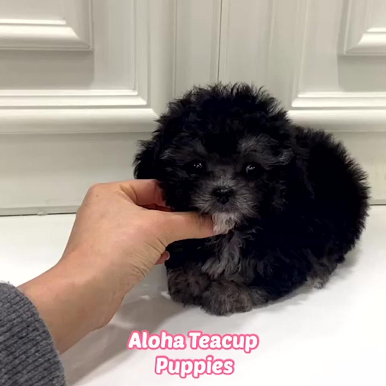 Aloha teacup puppies inc; teacup pomeranian