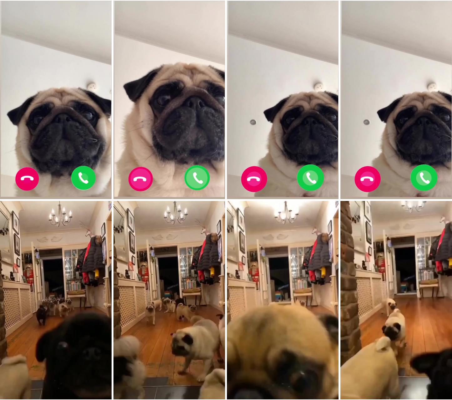 Am i the only one hate phone calls
if you love pug follow us;  adorable pug puppy invasion: house flooded with cuteness  funny and heartwarming moments 