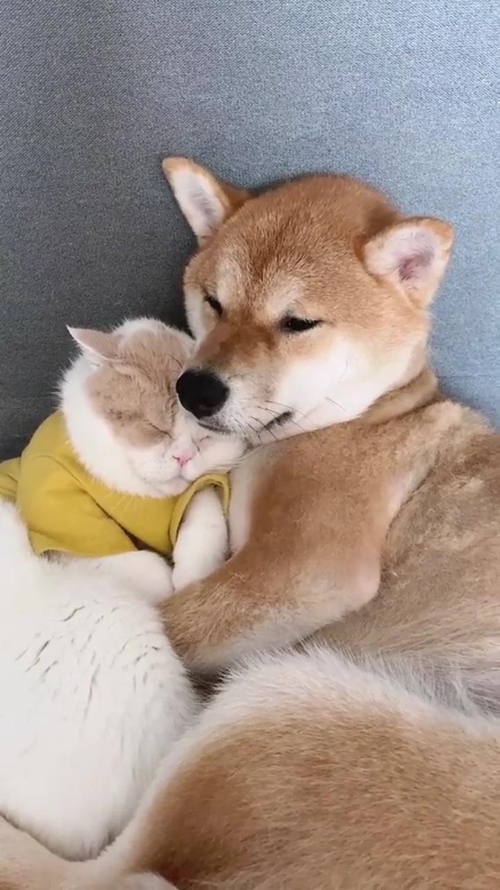 Amazing friendship | cute dog