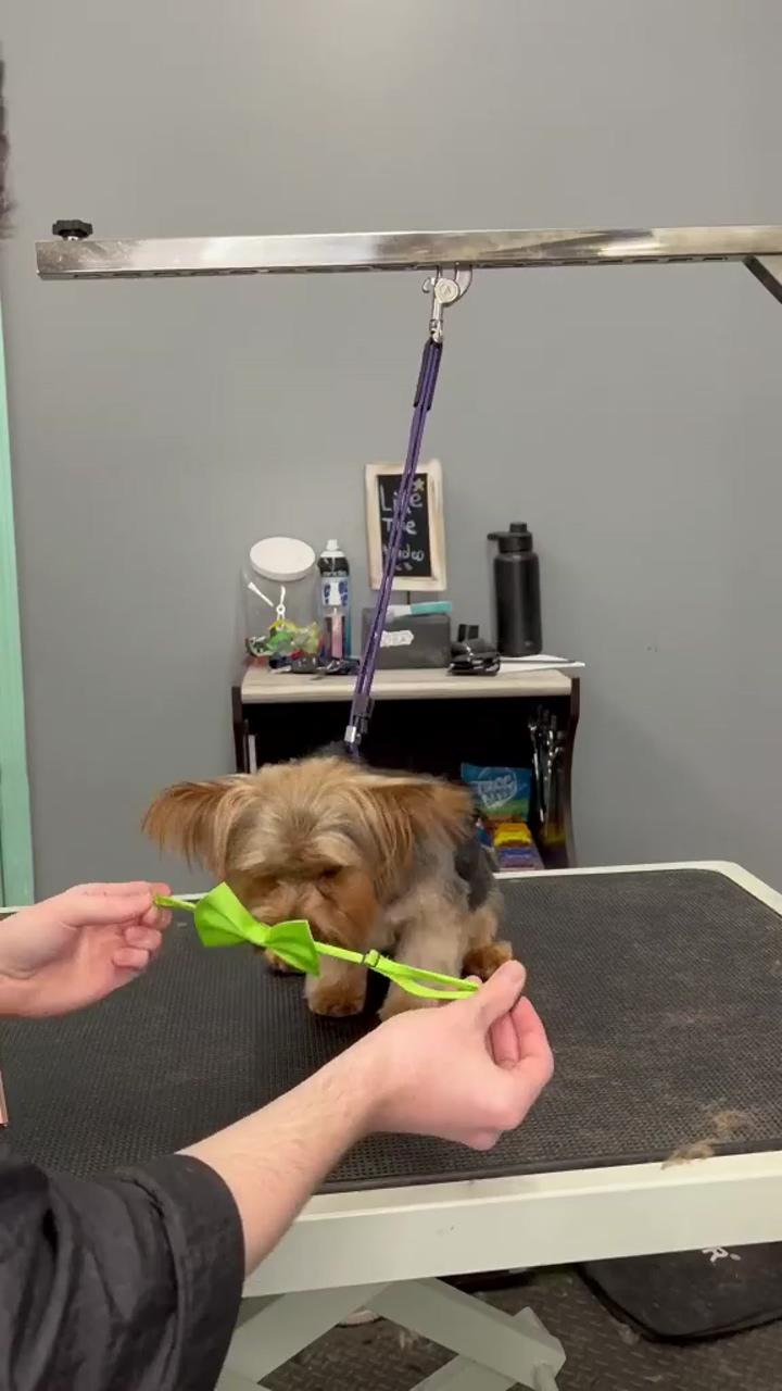 Amazing progress | yorkie puppy haircuts