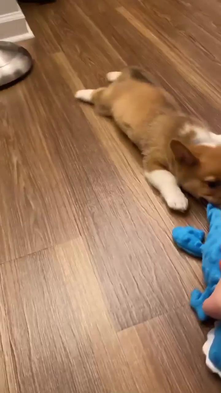 And i will not gonna leave it | bouncing corgi just too fluffy
