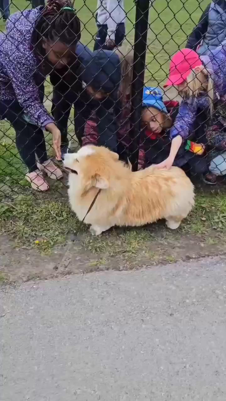 Archie passing by the school, part 2. #archiethefluffycorgi #fluffycorgiclub #fluffydog #fluffycorgi | when your pet is always hungry funny reaction,,pet city