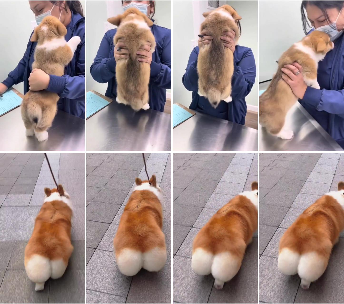 Aww he is so happy | a moving bread - corgi butt puppy dog walking