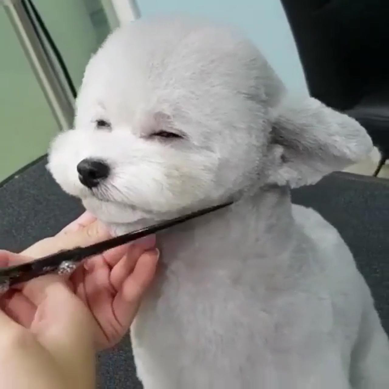 Aww so cute ; dog grooming shih tzu