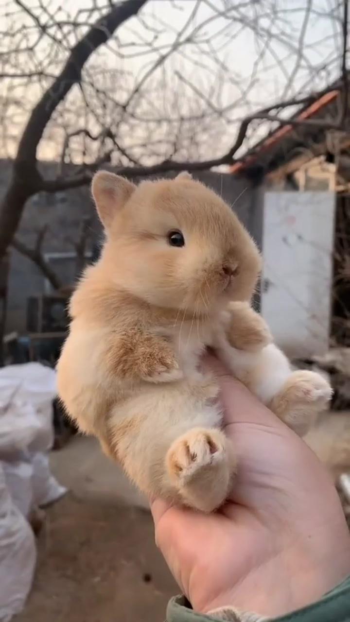 Baby animals super cute; cute baby bunnies