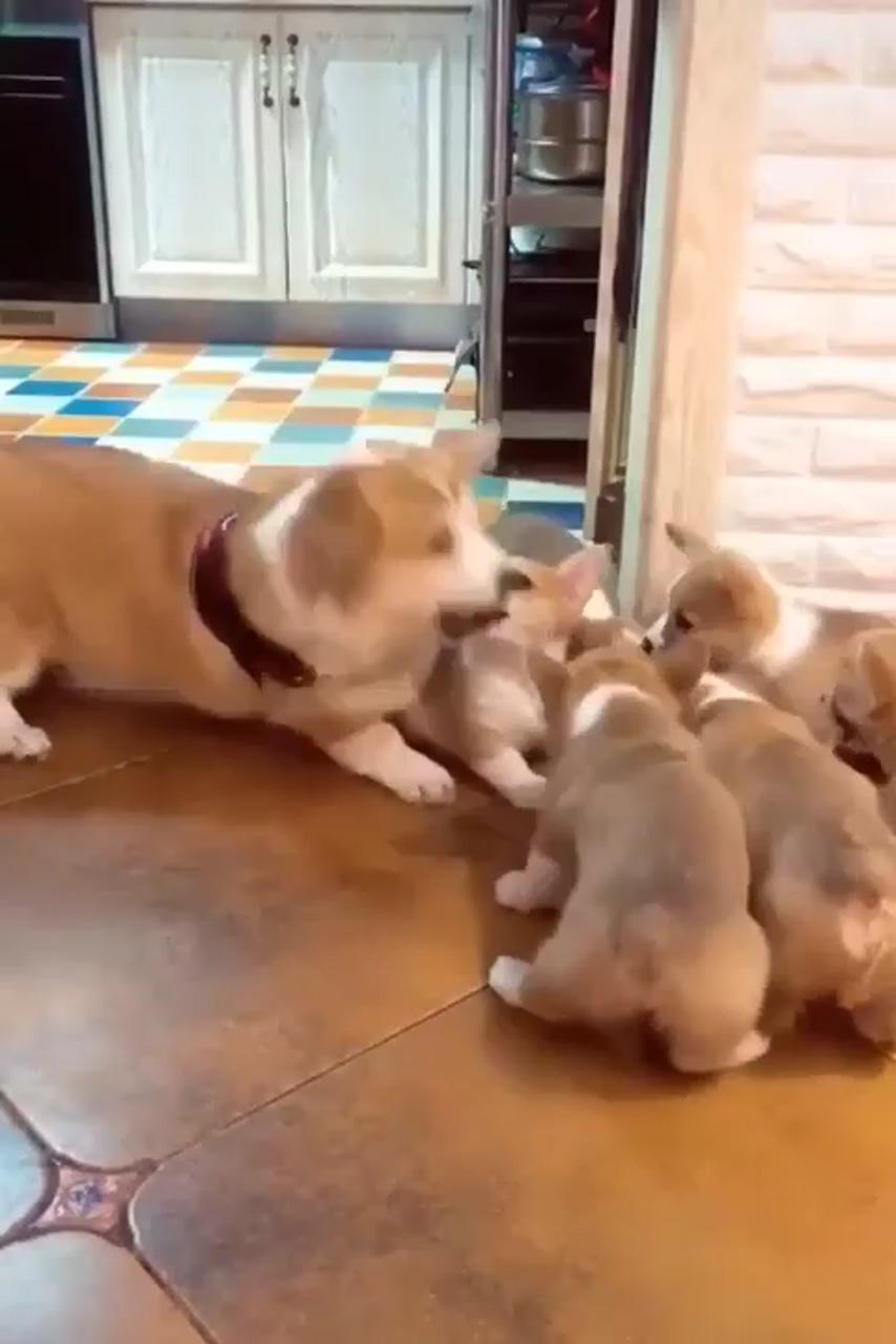 Baby corgi | cute corgi puppy