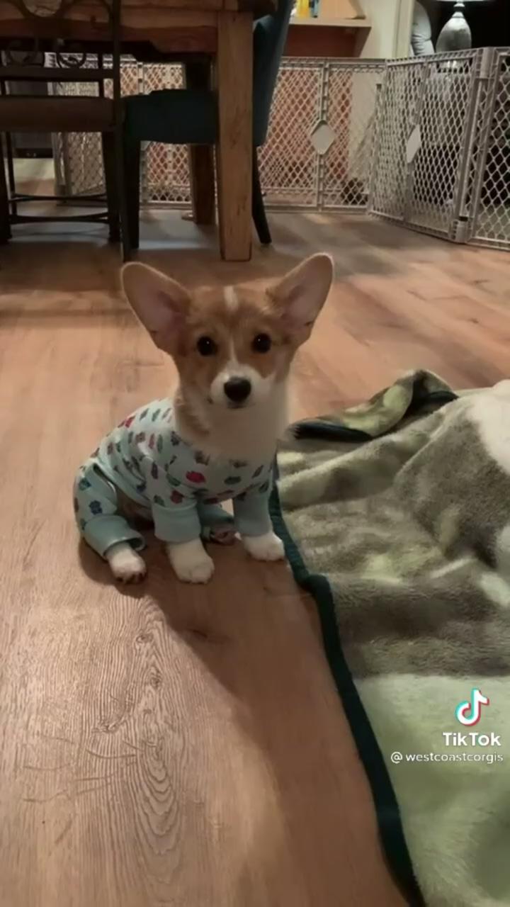 Baby corgi in pyjamas  | sleepy baby mango