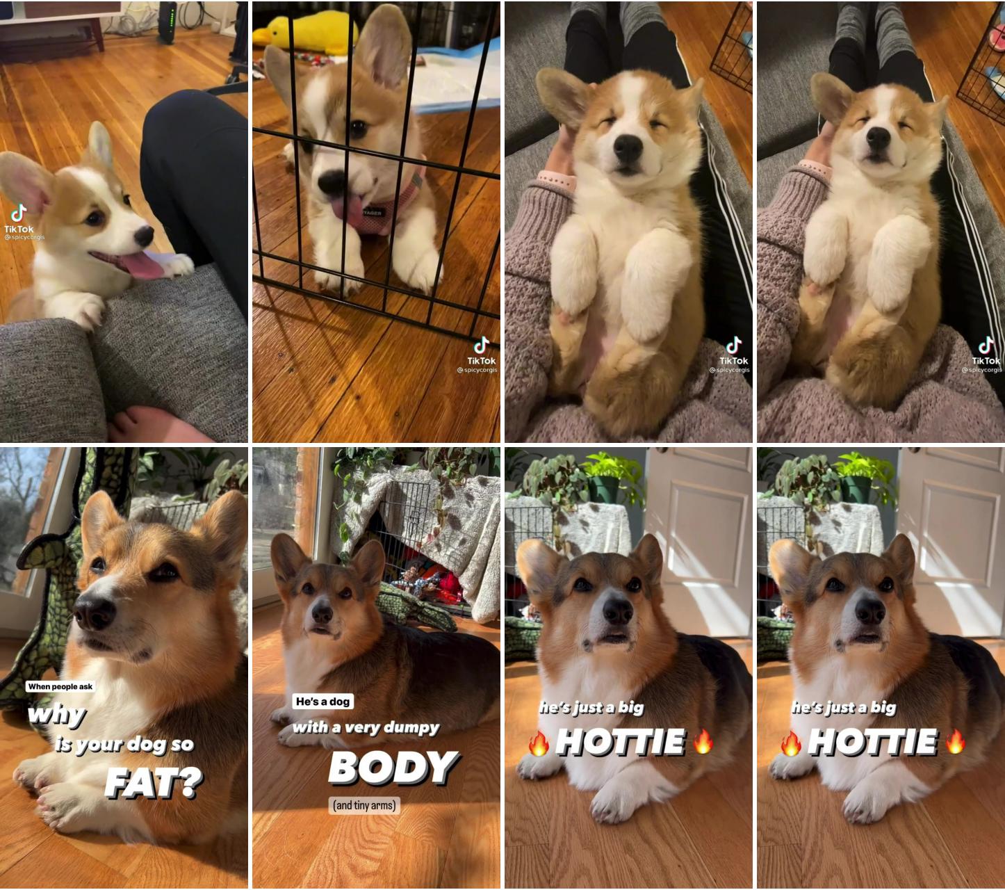 Baby corgi  | my dog is not fat, he's just a corgi