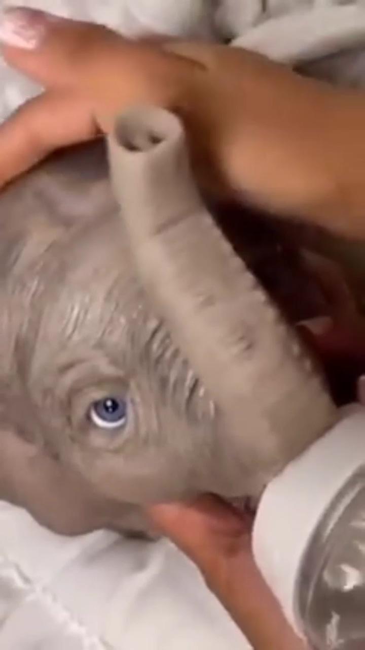 Baby elephant  | wild animals videos