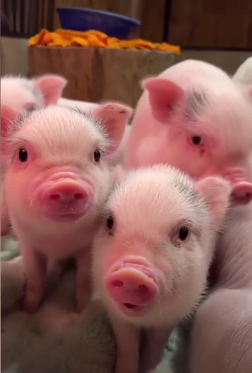 Baby pig smile; cute baby pigs