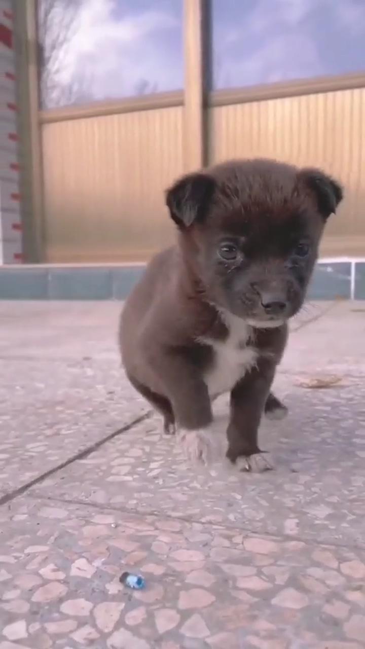 Baby step of baby dog; samoyed dog,, white dog,, dog videos