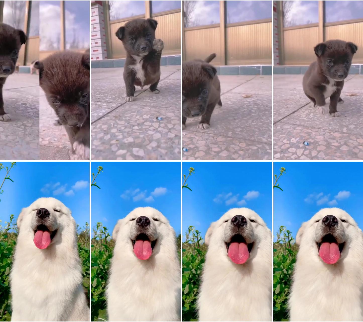 Baby step of baby dog | samoyed dog,, white dog,, dog videos