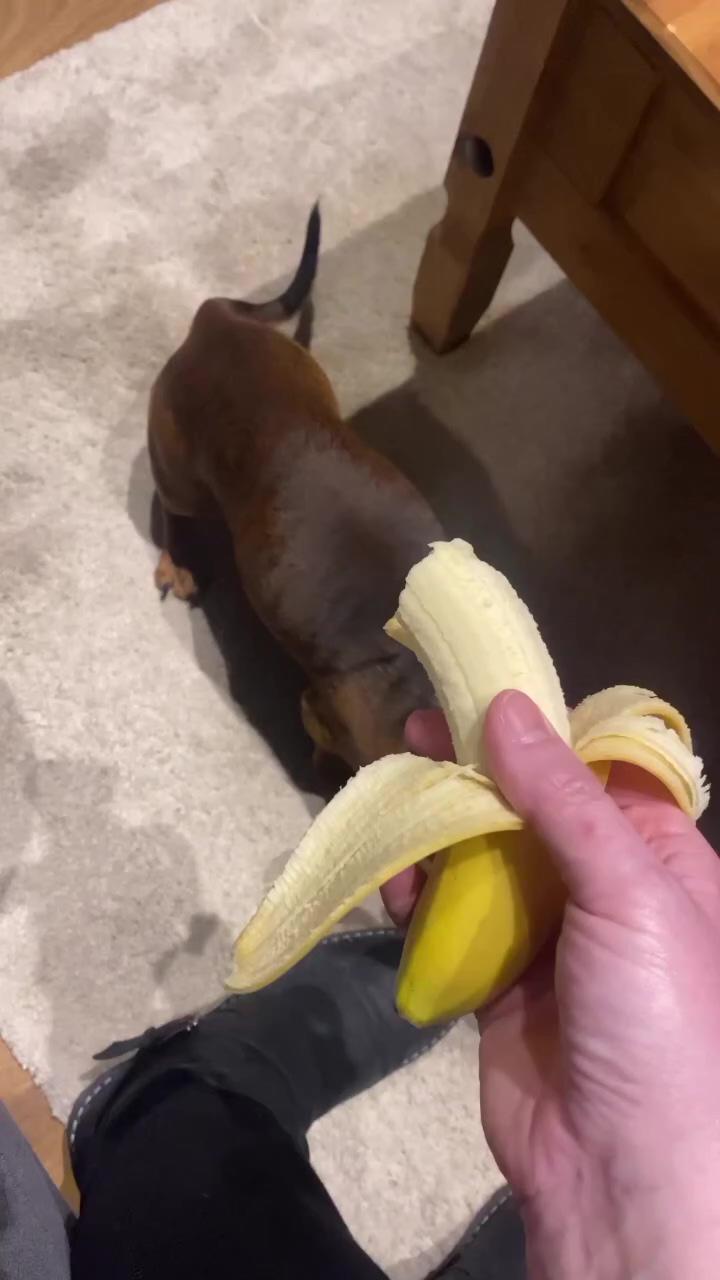 Banana; credit goes to pug_fukuzo