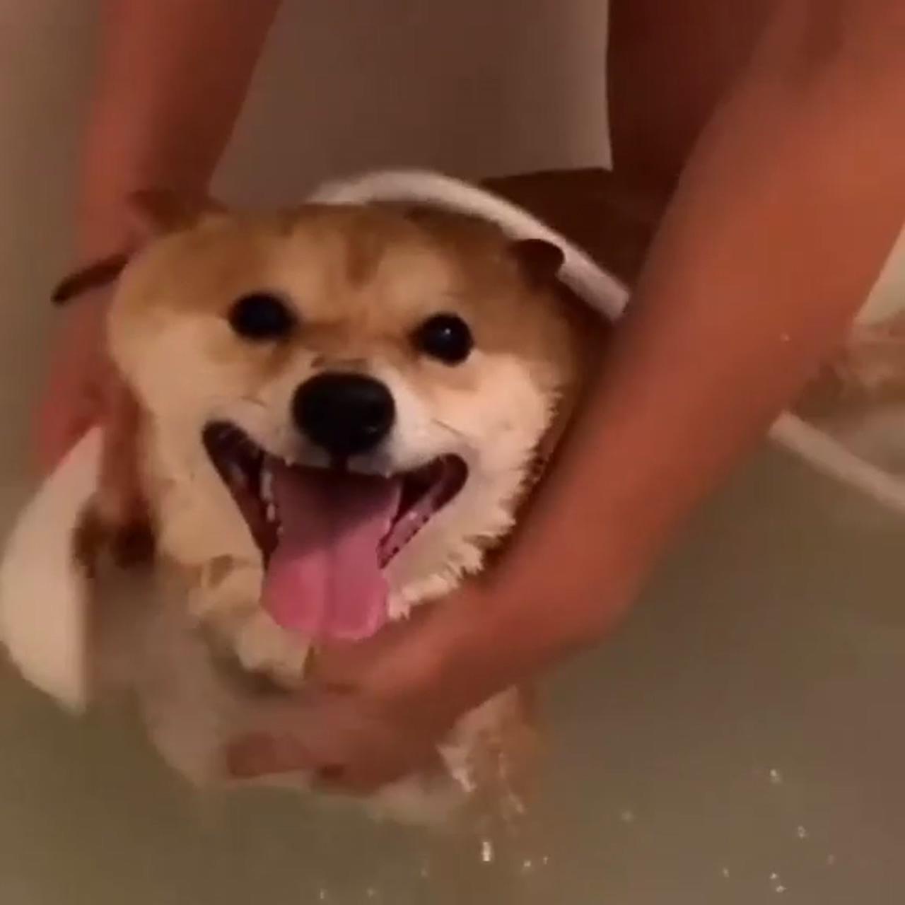 Bathe the puppy | chien shiba inu