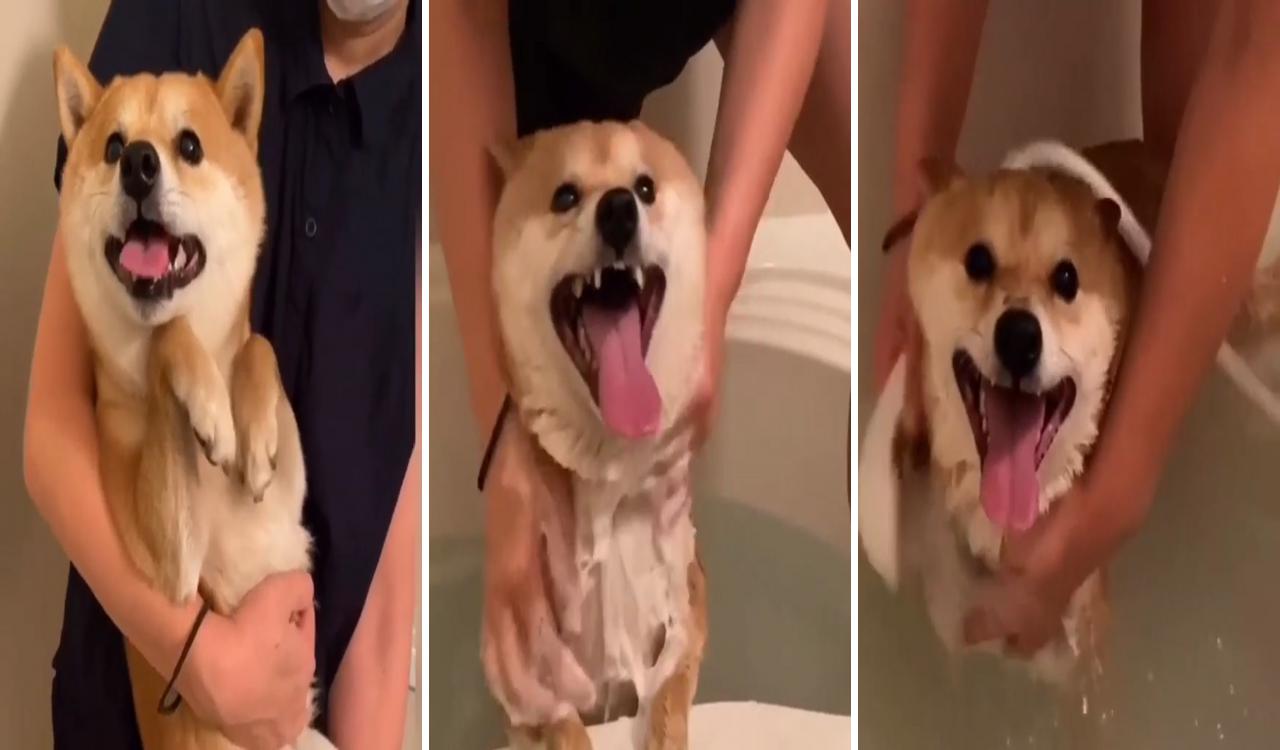 Bathe the puppy; chien shiba inu