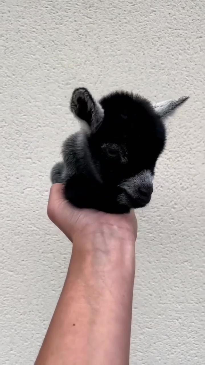 Beautiful black baby goat; animals amazing
