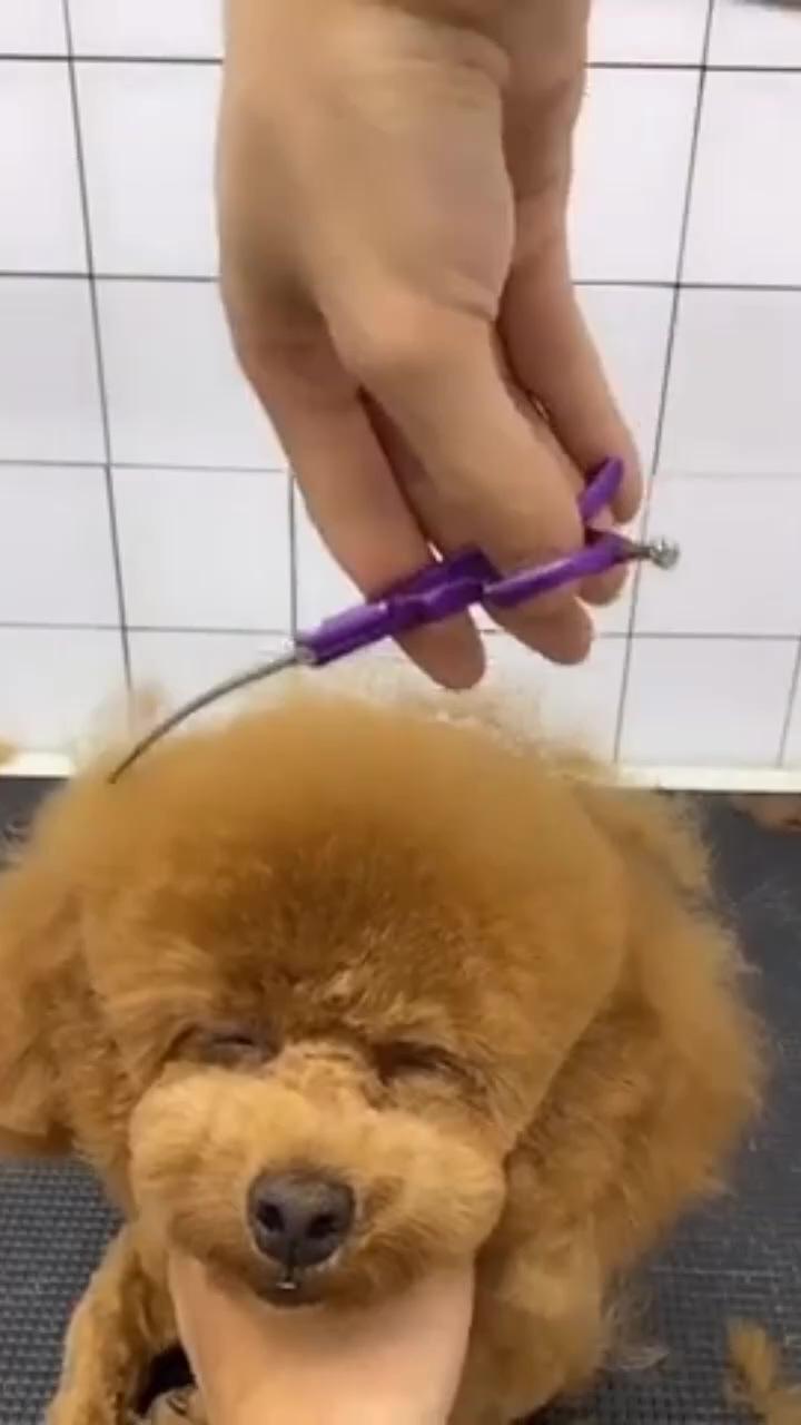 Beauty parlour at home; shitzu shaved with scissors