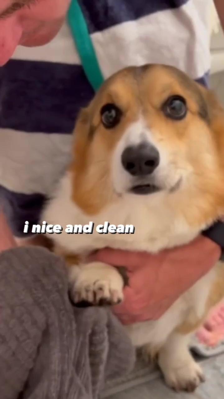 Brady has grown so patient with us washing his toe beans and it makes me so proud. #corgi #dogs | woody. corgistorty