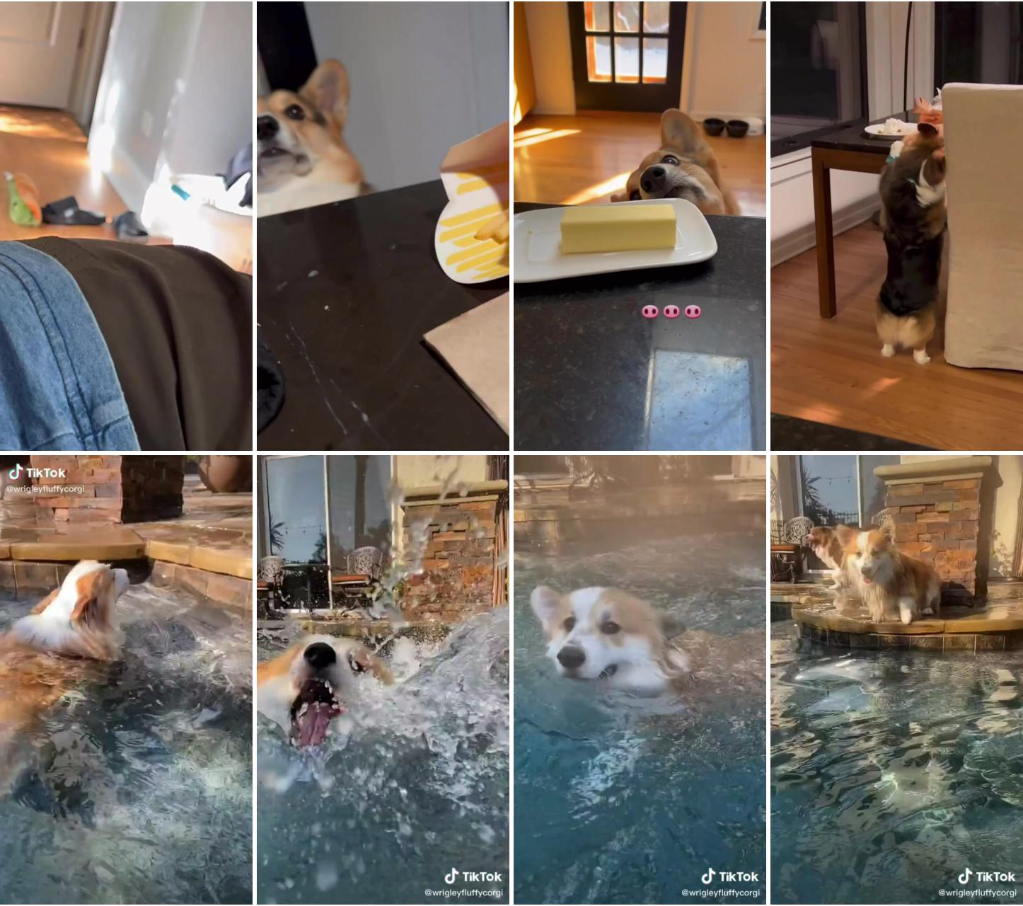 Brady is the most food motivated dog i've ever met ; fluffy corgi in the pool 