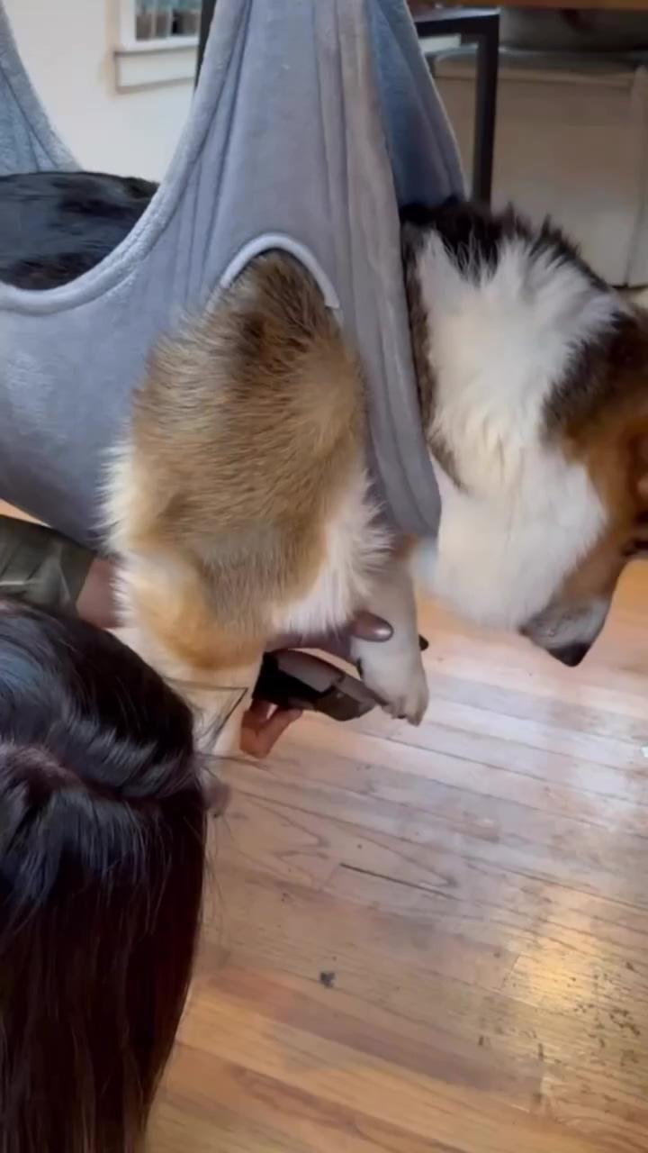 Brady the corgi gets his paw pads trimmed in a sling; follow for more corgi photos and videos. 