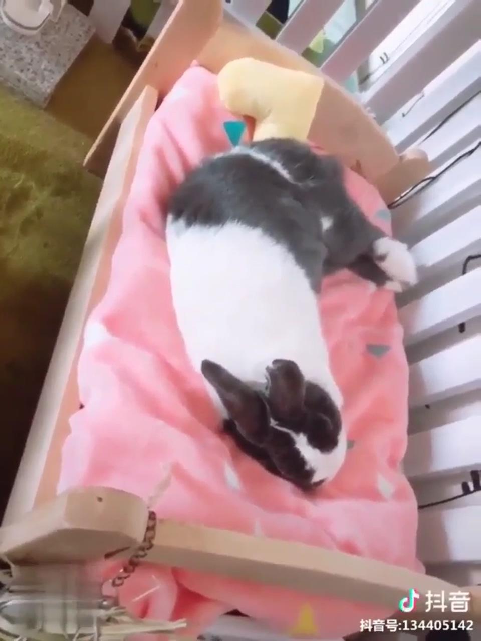 Bunny beds; pet bunny rabbits