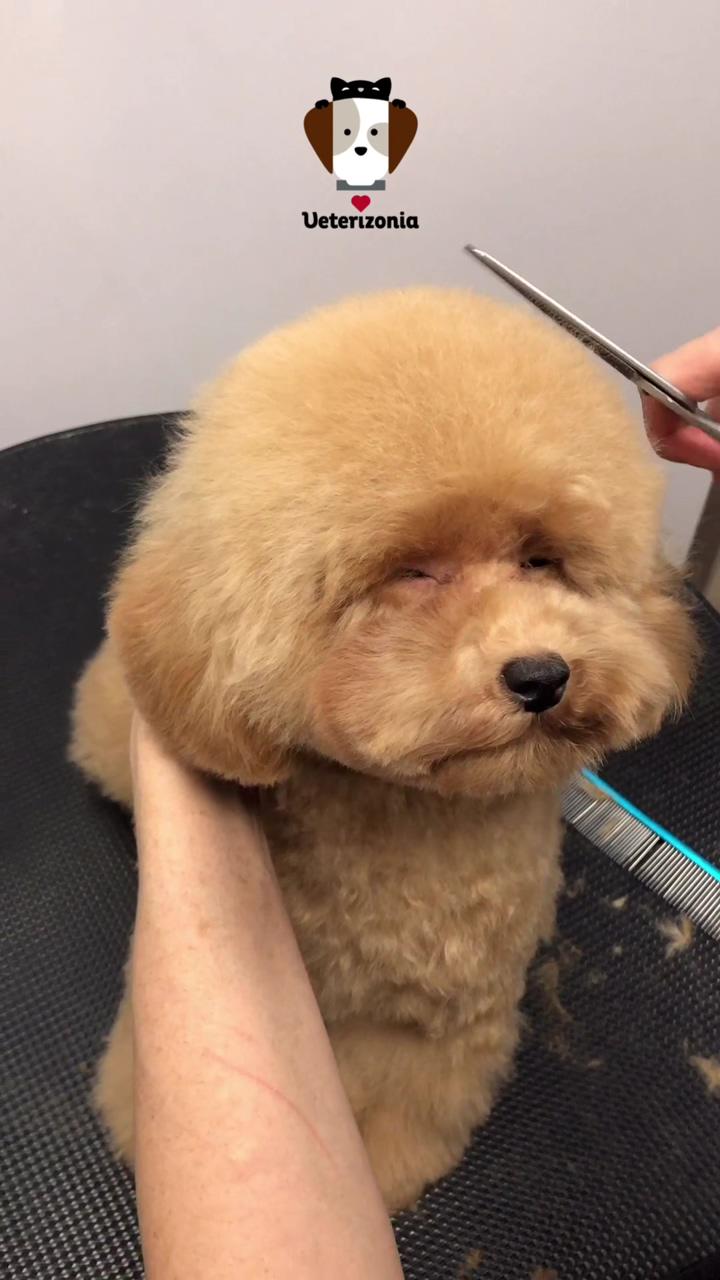 Canine grooming valencia toy poodle; dog grooming styles