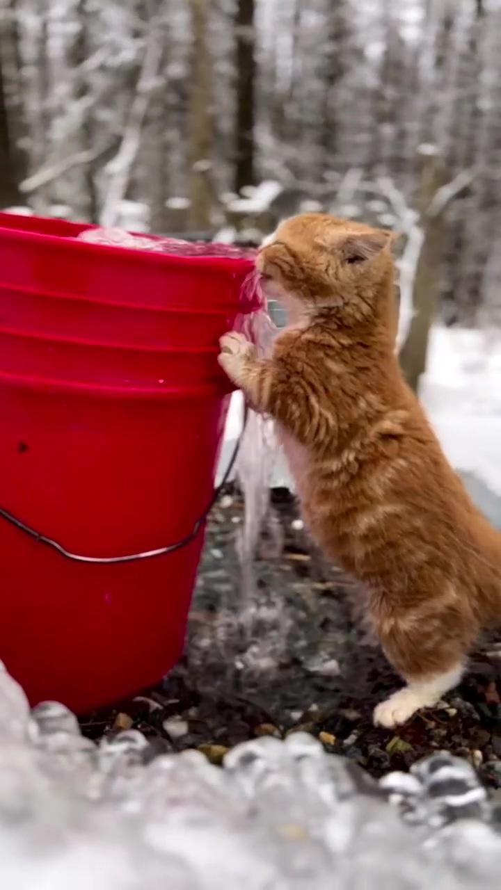 Cat drinking water; pug, bath