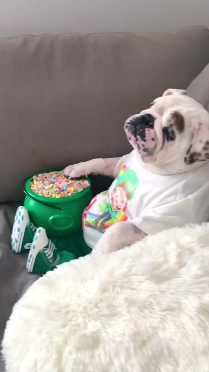 Cereal and milk; cute dog memes