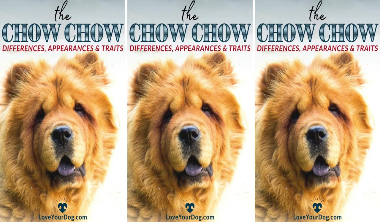 Chow chow dog breed information: facts, traits, pictures and more; small dog breeds