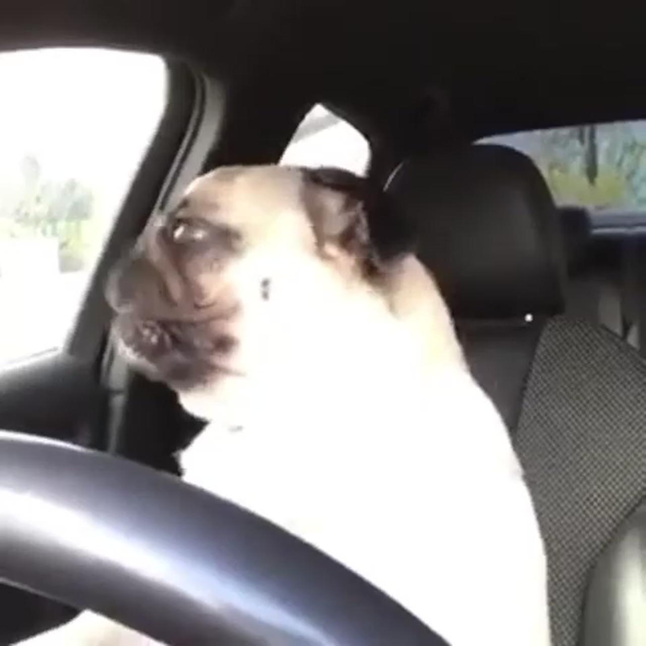 Cool driver, cool, pug | funny cats and dogs