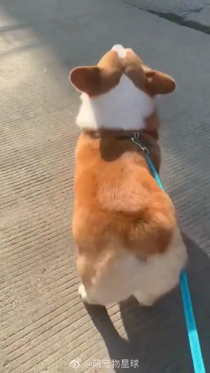 Corgi dog dancing; cute corgi puppy