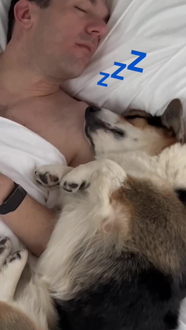 Corgi puppy does the funniest things: you'll be laughing out loud ; adorable corgi puppy aesthetic video 