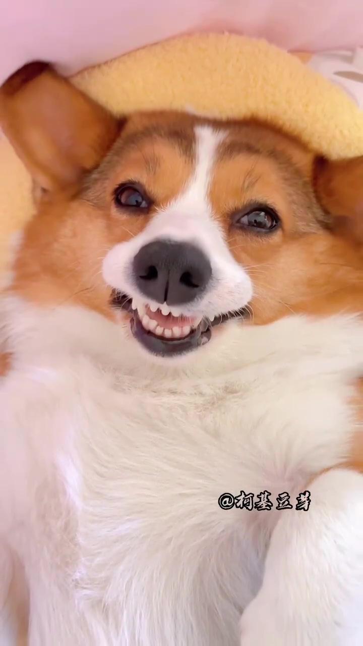 Corgi puppy: happy smilebeaming face with smiling eyes; cute sneezing corgi puppy