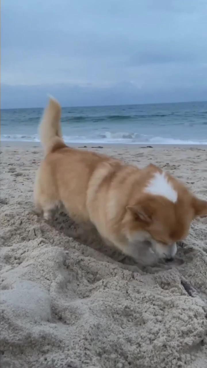 Corgi puppy has hilarious conversation with himself while digging at the beach  | looking forward to christmas