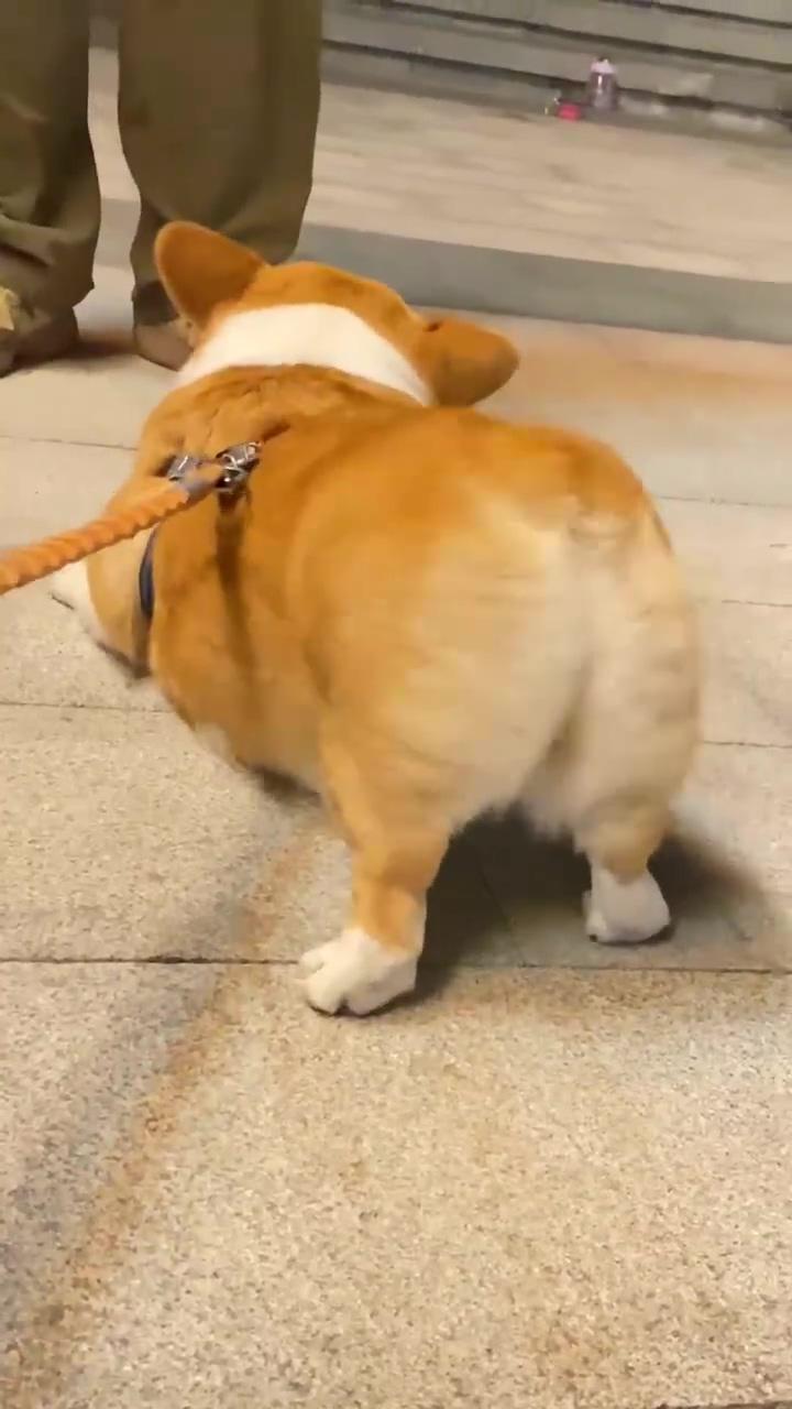 Corgi puppy twisting butt | so small feeds so big 