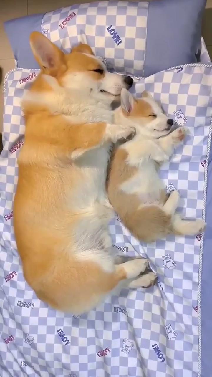 Corgi puppy was just a smaller loaf | puppy just jazzing at last