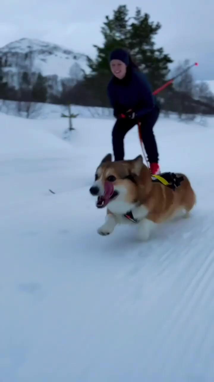 Corgi running on ice cream; how puppies lives in their bed